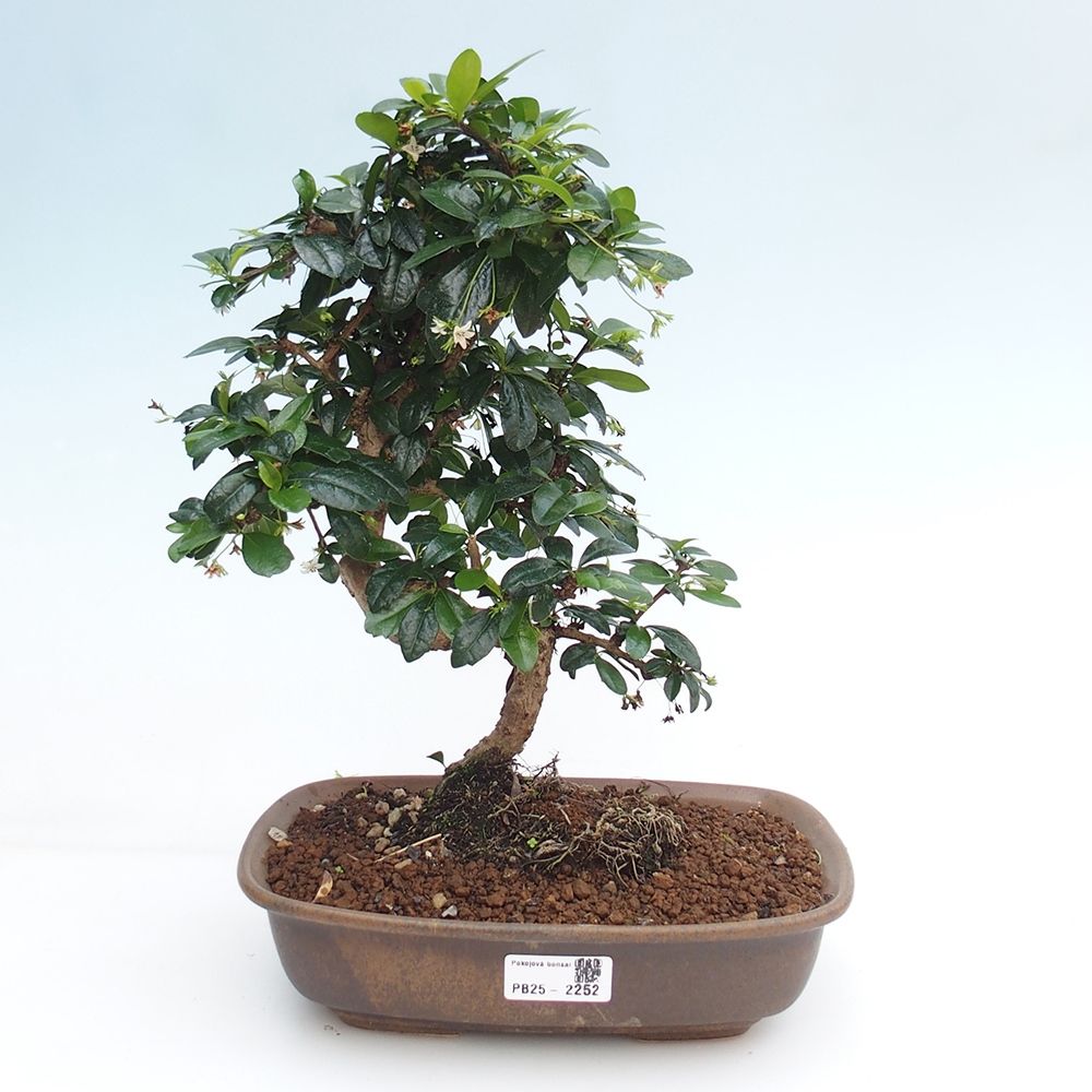 Pokój bonsai - Carmona macrophylla - Tea fuki