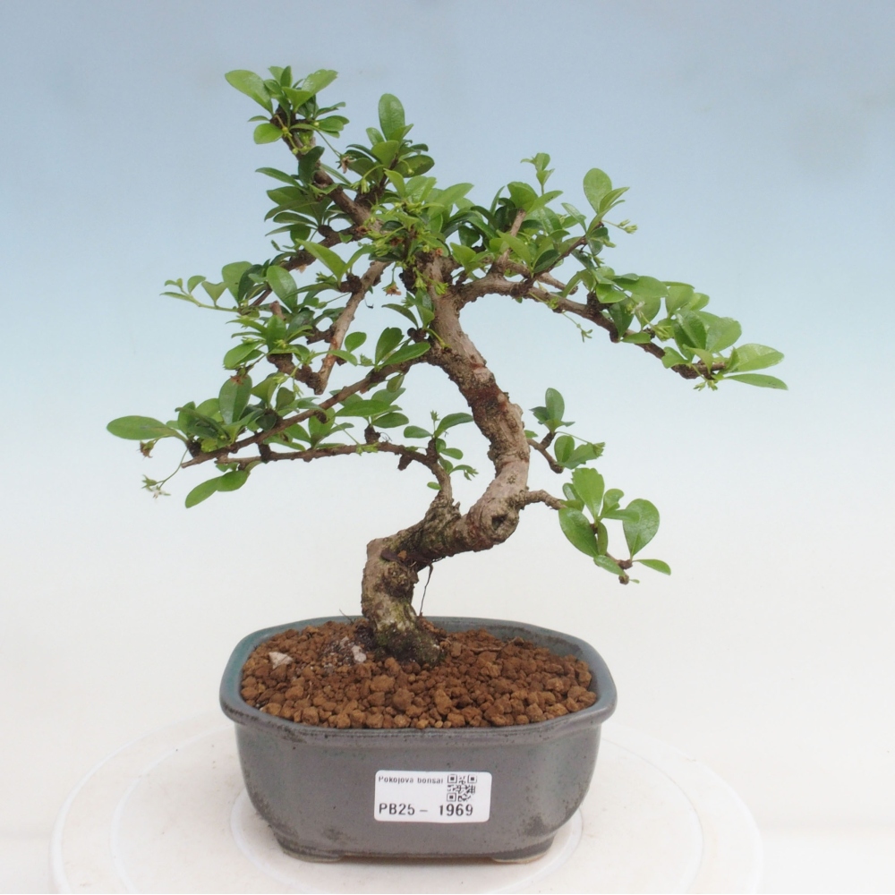 Bonsai wewnętrzne - Carmona makrophylla - Herbata Fuki