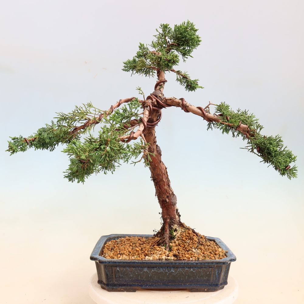 Outdoor bonsai - Juniperus chinensis Kishu
