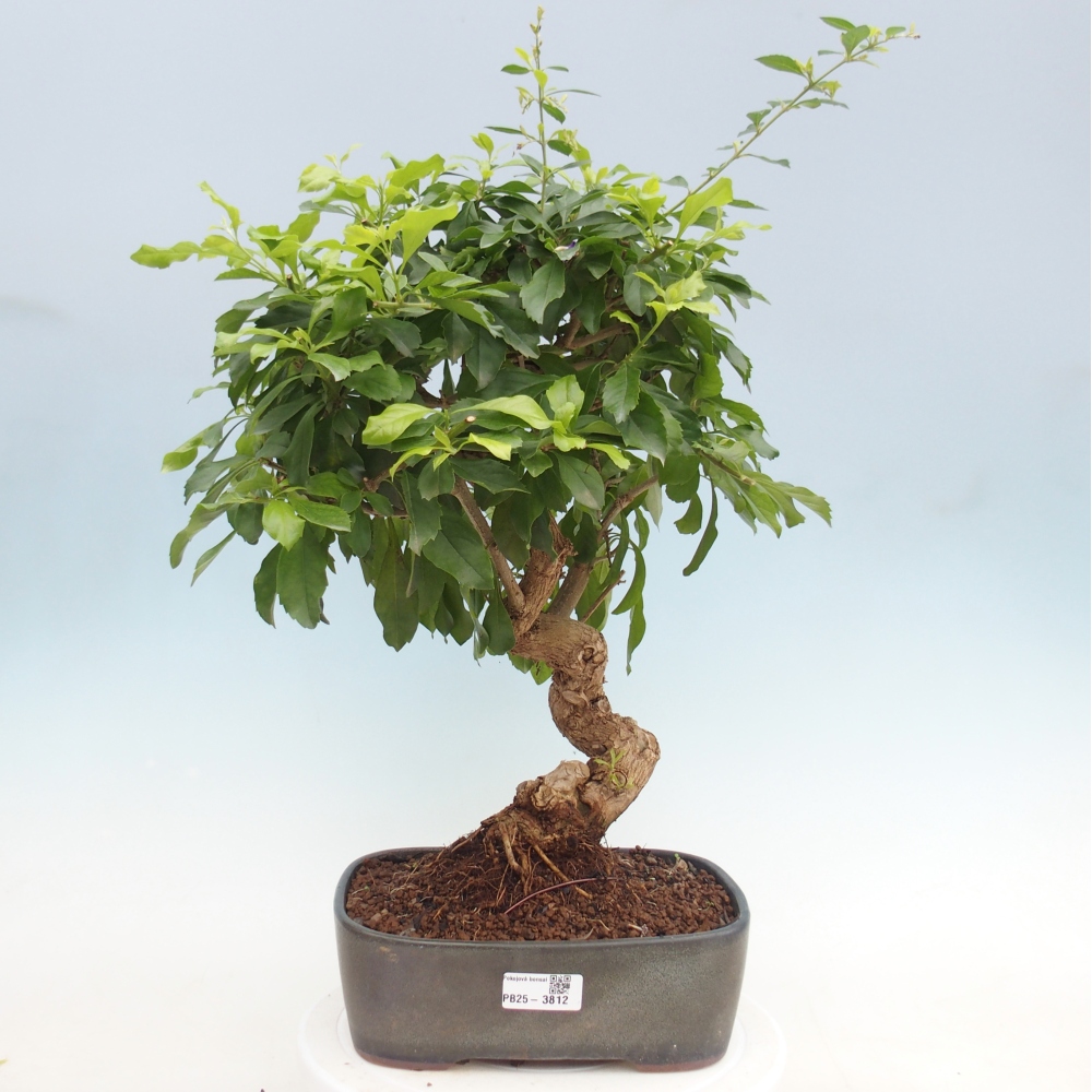 Bonsai pokojowe - Duranta repens -Duranta