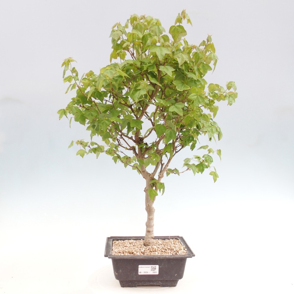 Outdoor bonsai - Acer Buergerianum - Klon Burger
