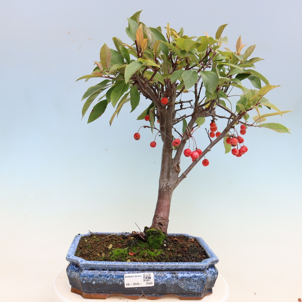 Outdoor bonsai - Malus domestica - Jabłoń czerwonolistna o małych owocach