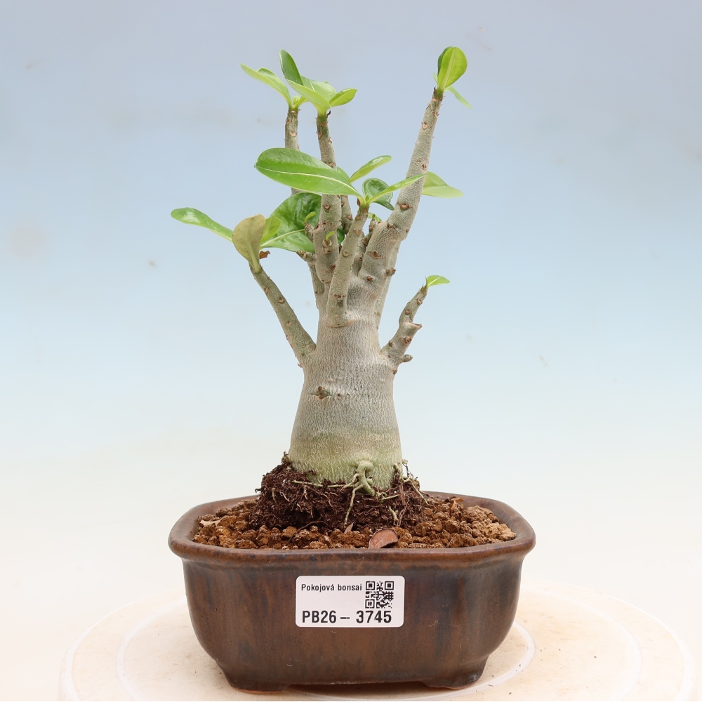 Bonsai pokojowe – Adenium obesum Red Star – Róża pustynna