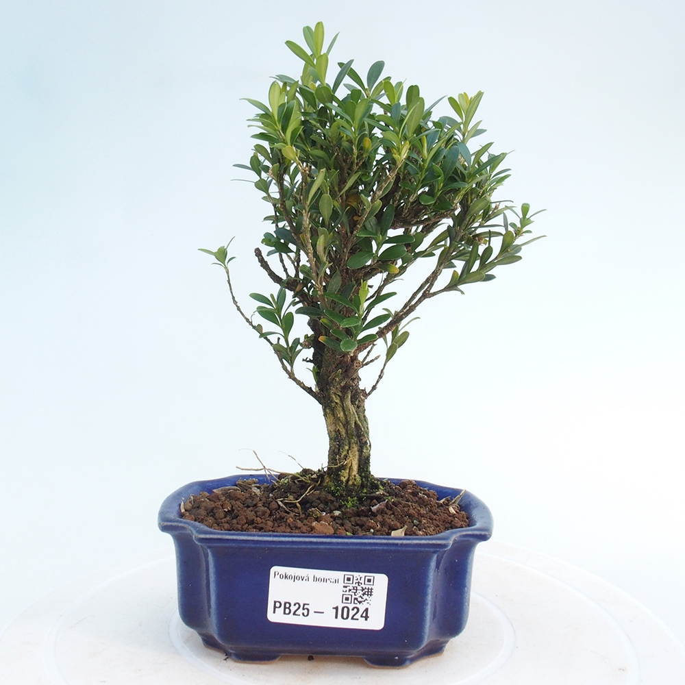 Bonsai pokojowe - Buxus harlandii - buxus korkowy