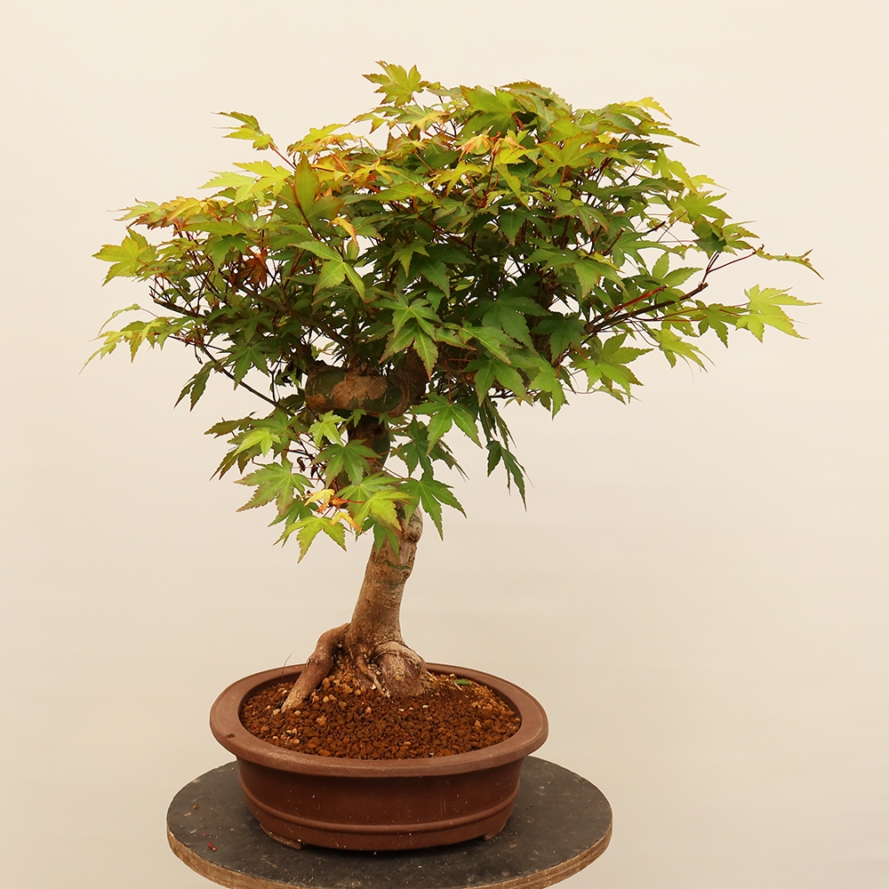 Outdoor bonsai - Klon palmowy - Palmy