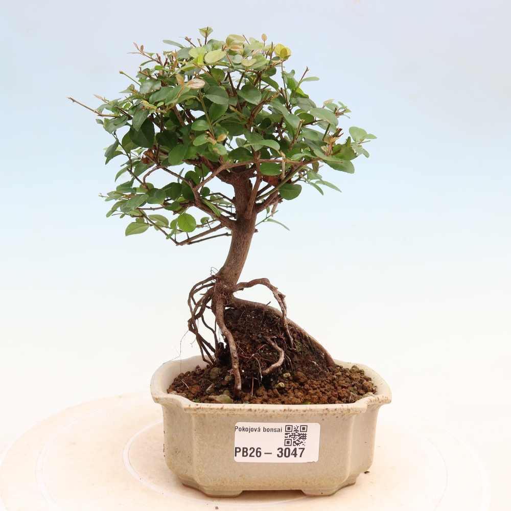 Bonsai pokojowe - Sageretia thea - Sageretia thea