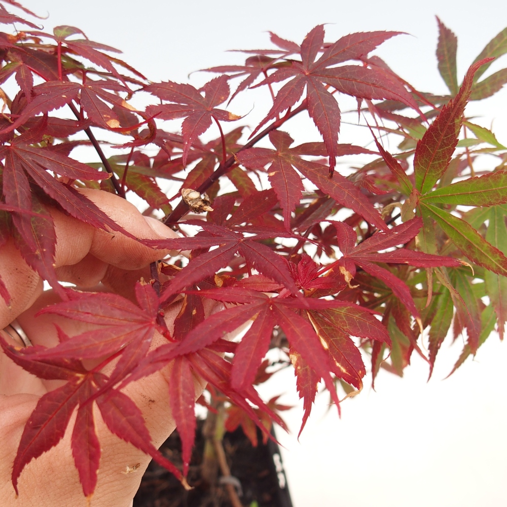 Outdoor bonsai - Acer palmatum Berry Broom w pojemniku