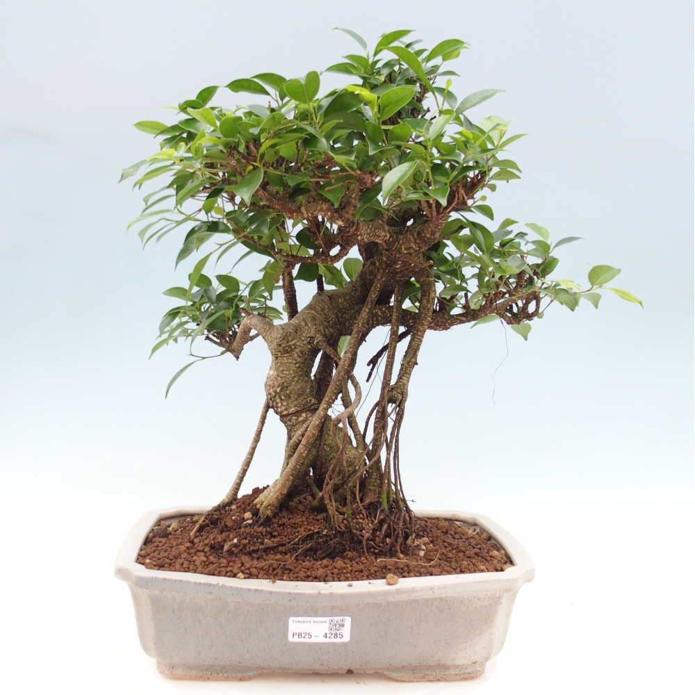 Pokój bonsai - Ficus retusa - figowiec drobnolistny