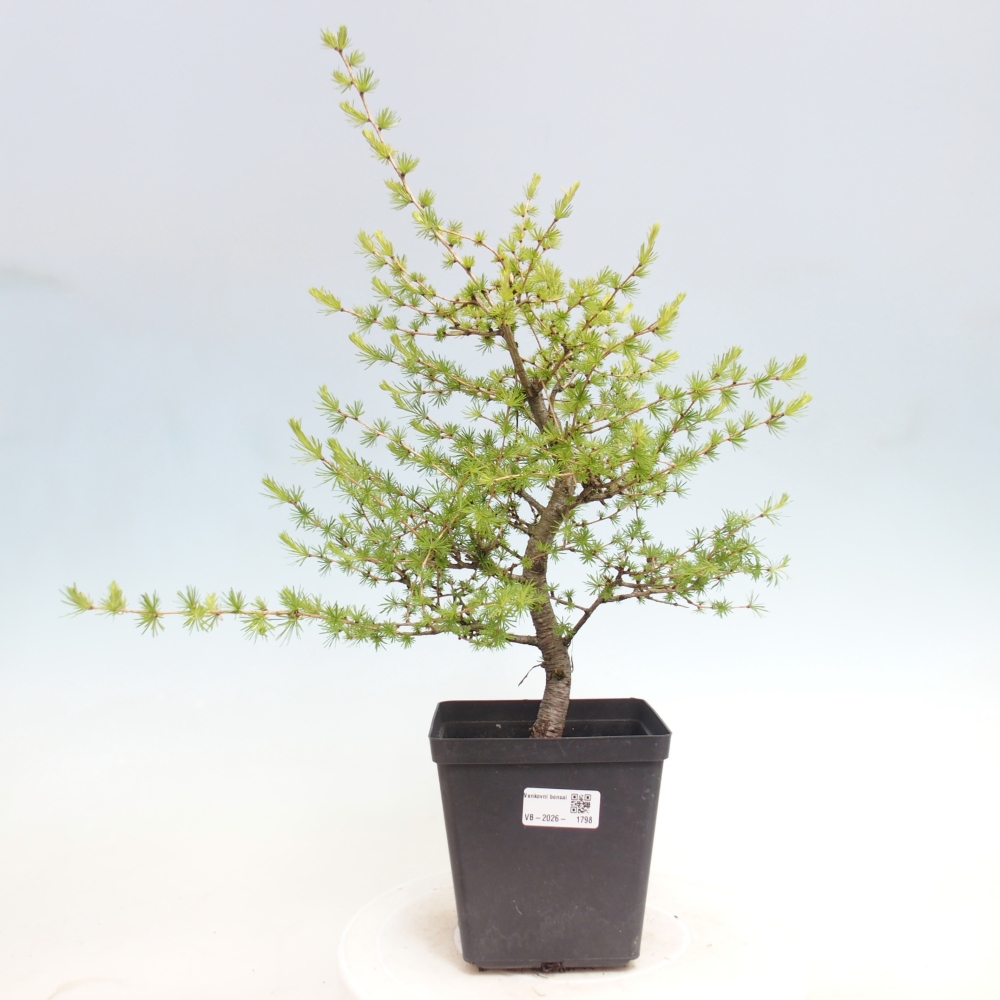 Bonsai zewnętrzne - Larix decidua - Modrzew