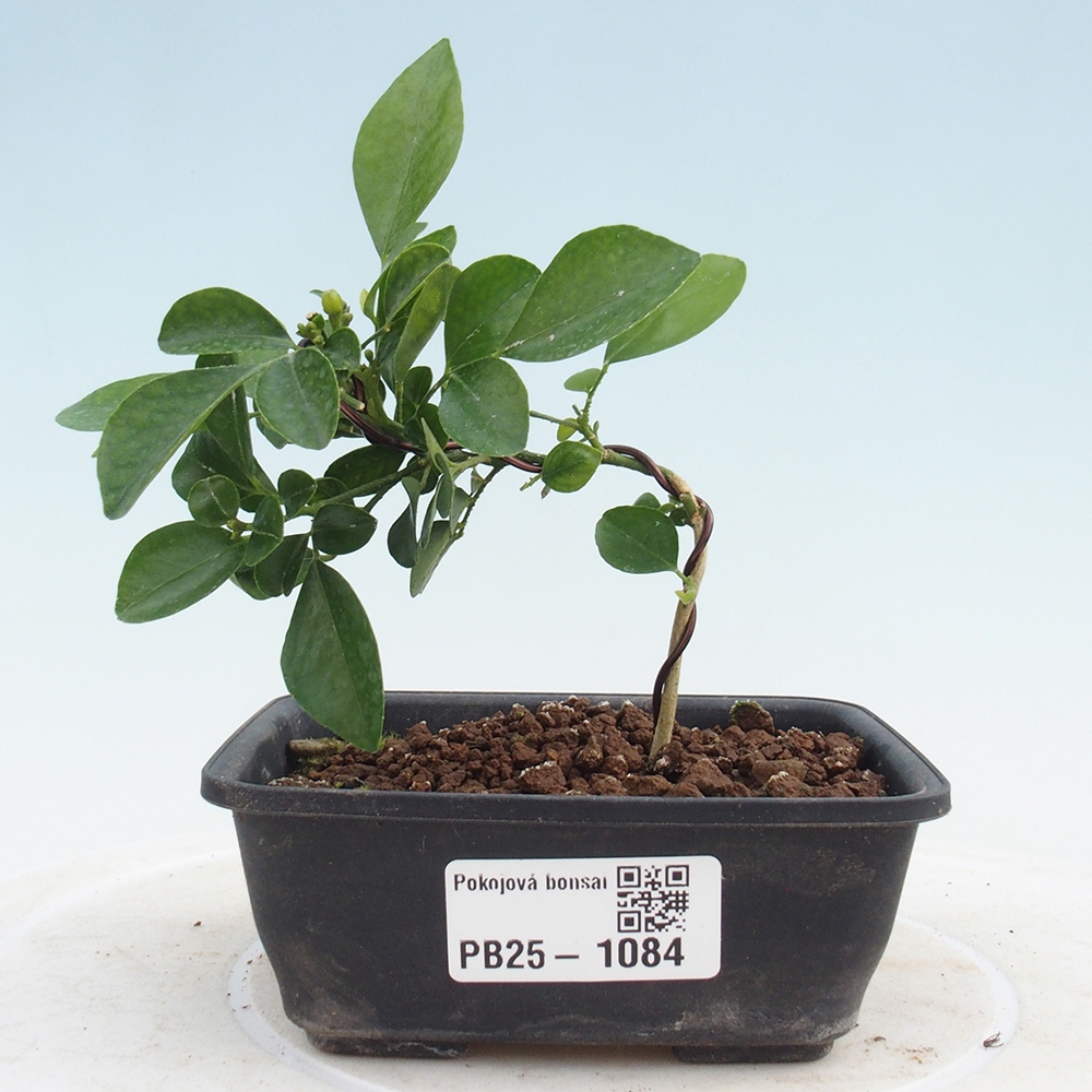Pokój bonsai - Muraya paniculata