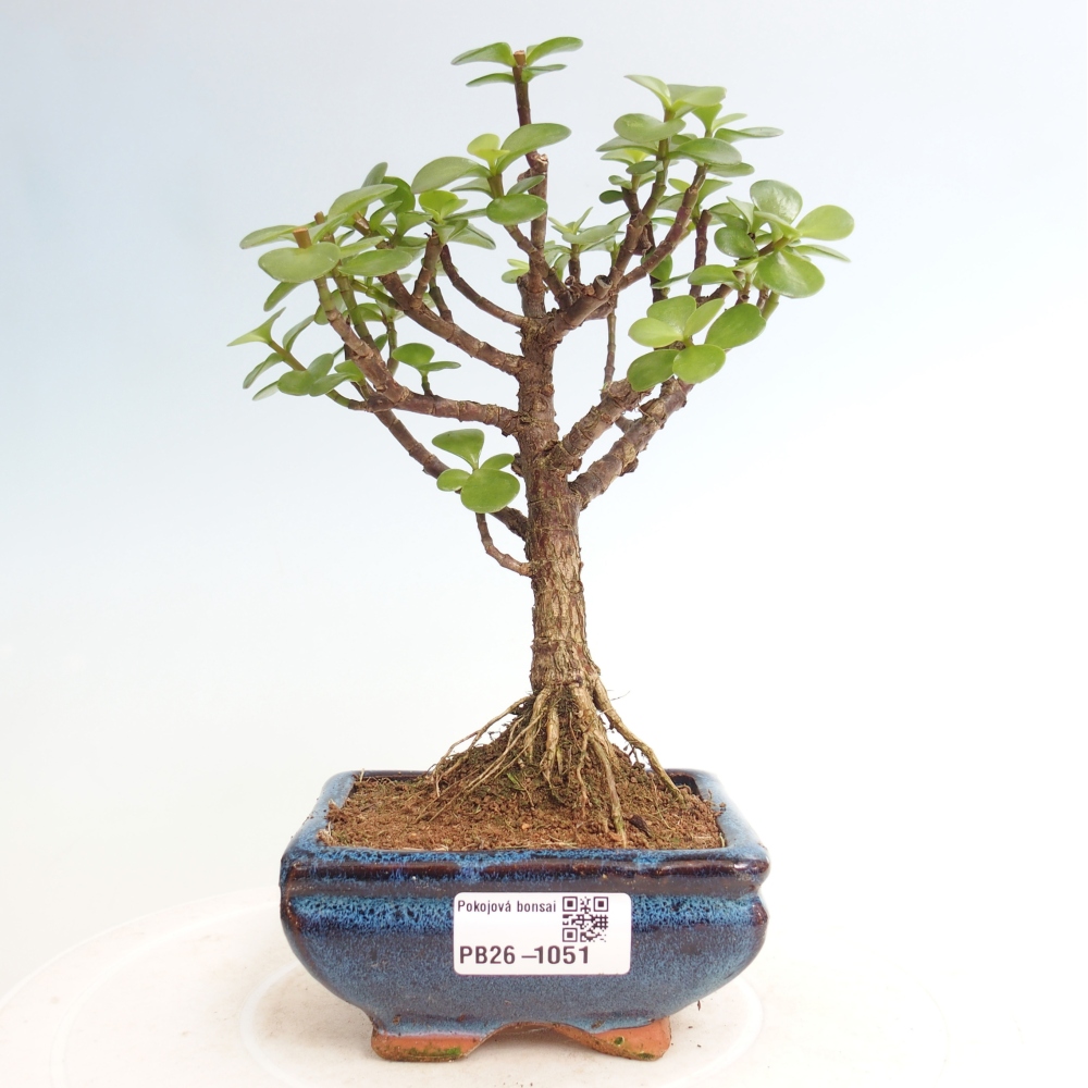 Pokój bonsai - Portulakaria Afra - Tlustice