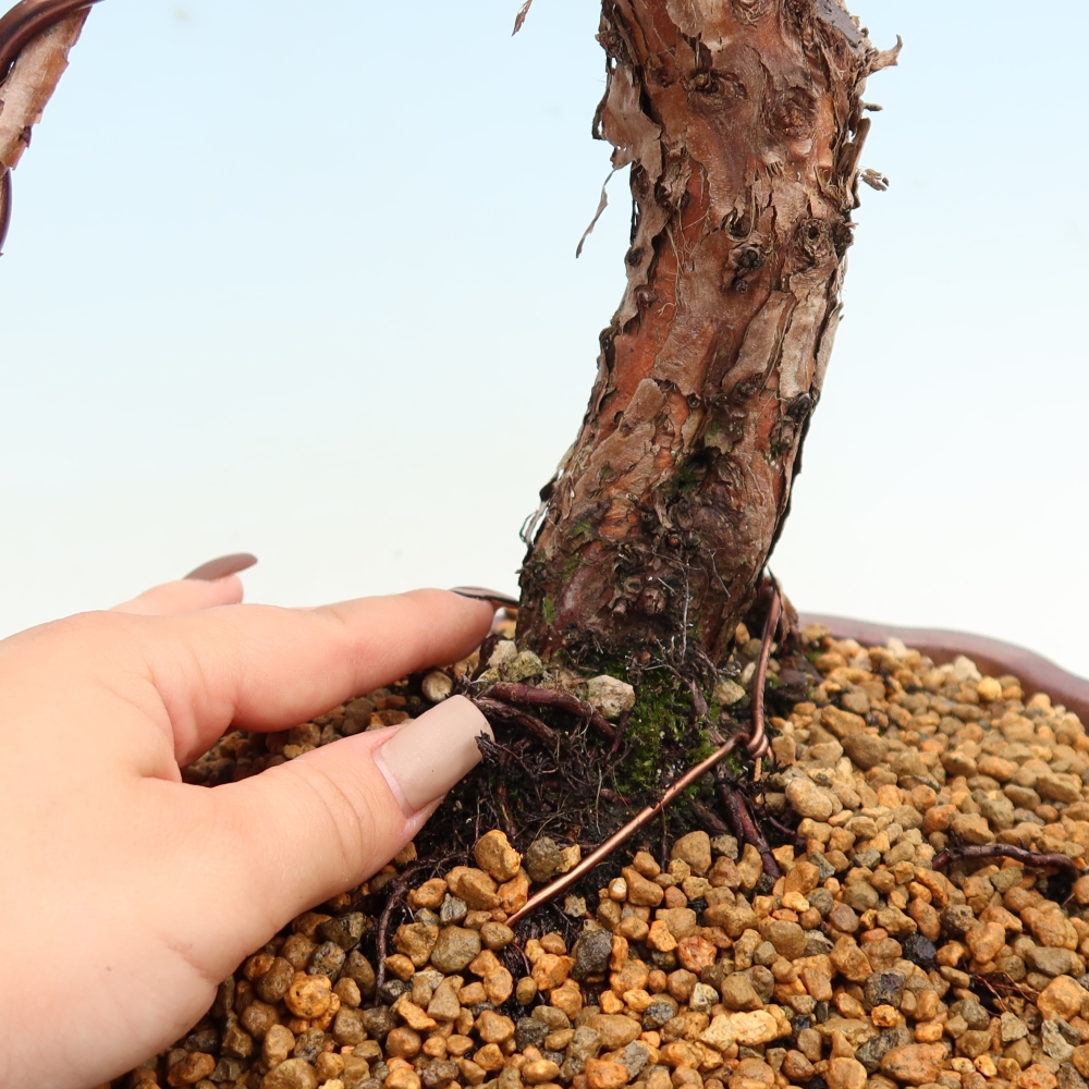 Outdoor bonsai - Juniperus chinensis Kishu