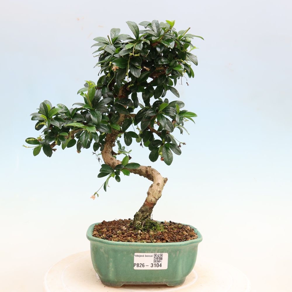 Bonsai pokojowe - Carmona macrophylla - Tea fuki