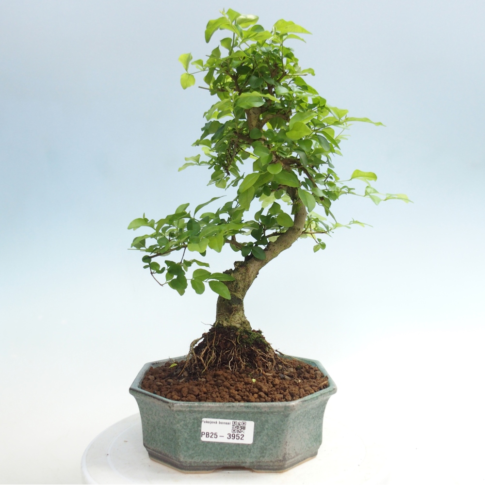 Pokój bonsai - Ligustrum chinensis - Dziób ptaka
