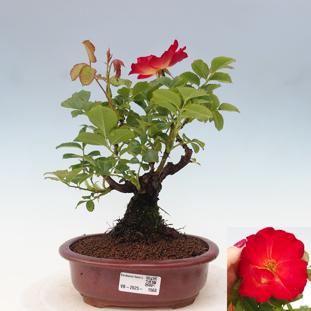 Bonsai na zewnątrz - Rosa Kordes - róża 