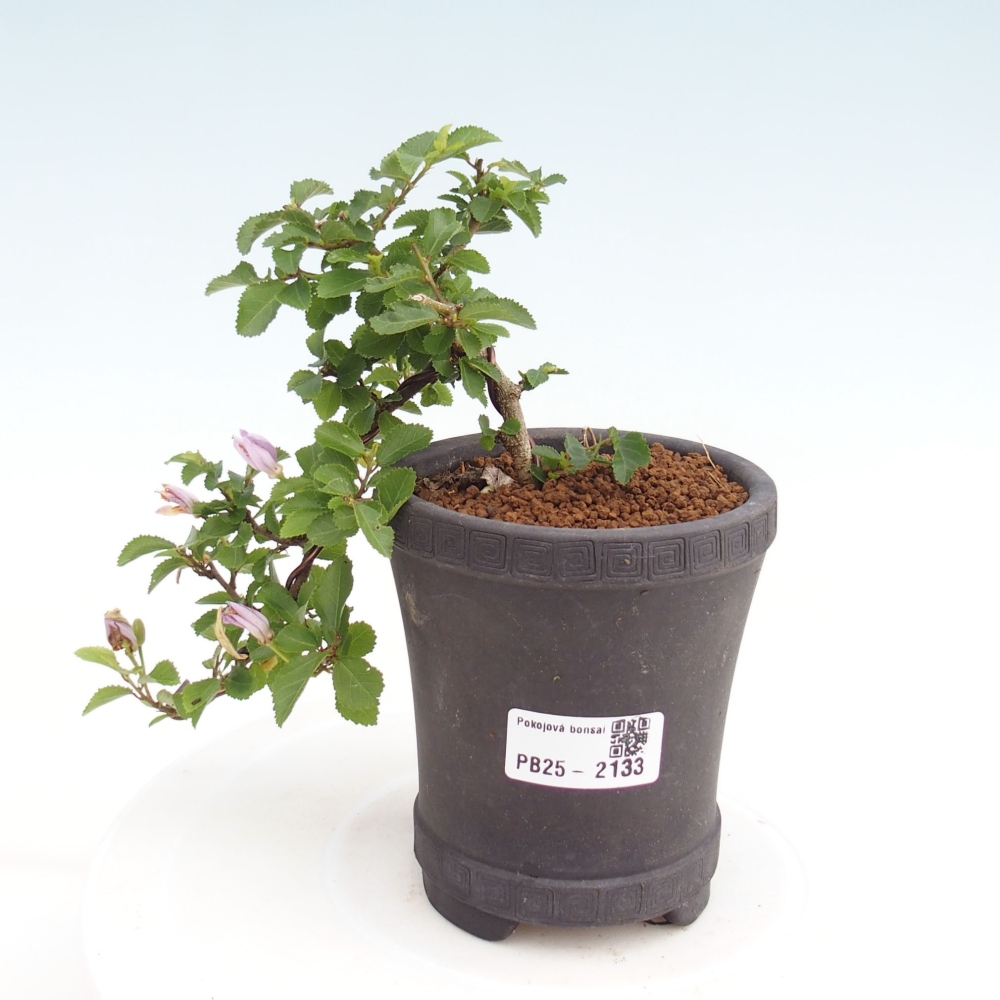 Kryty bonsai - Grewia occidentalis - Lawendowa gwiazda