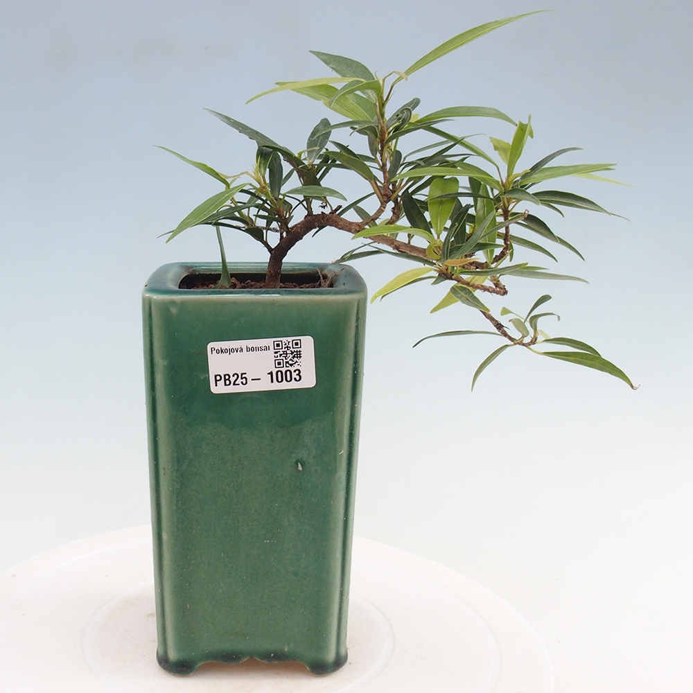 Bonsai wewnętrzne - Ficus nerifolia - figowiec drobnolistny