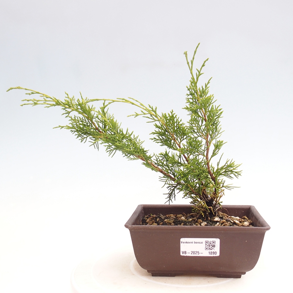 Outdoor bonsai - Juniperus chinensis Itoigawa - Jałowiec chiński