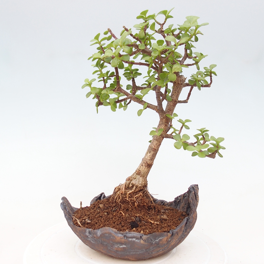 Pokój bonsai - Portulakaria Afra - Tlustice
