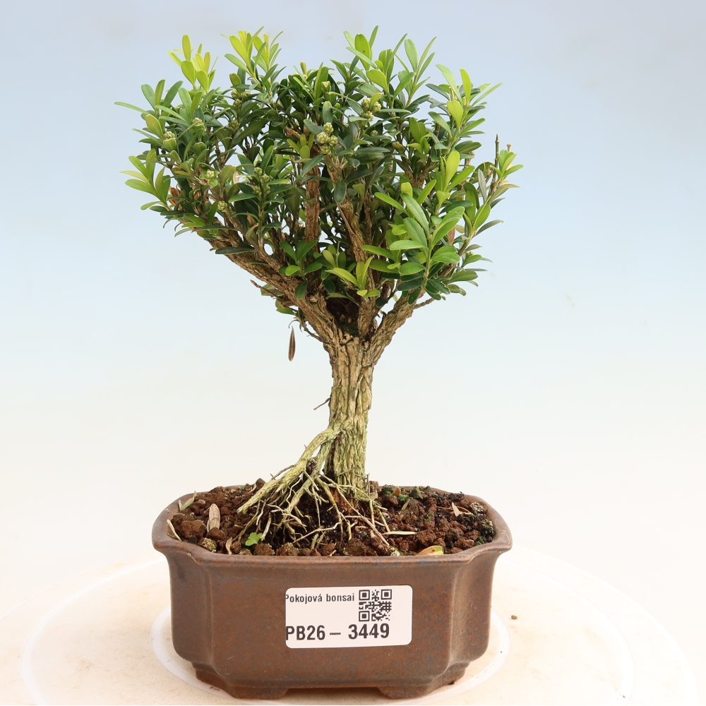 Pokój bonsai - Buxus harlandii - buxus korkowy