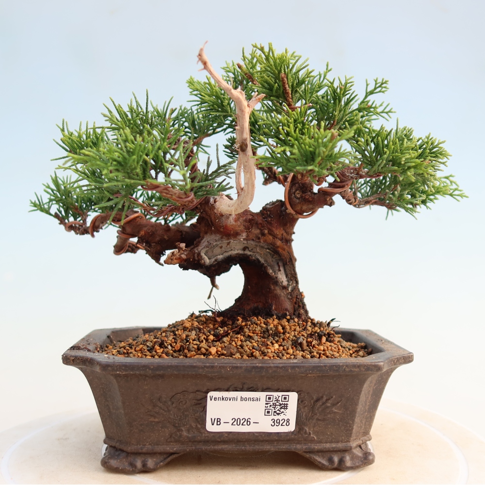 Outdoor bonsai - Juniperus chinensis Itoigawa - Jałowiec chiński