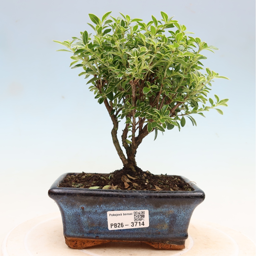 Bonsai pokojowe – Serissa foetida Variegata – Drzewo tysiąca gwiazd