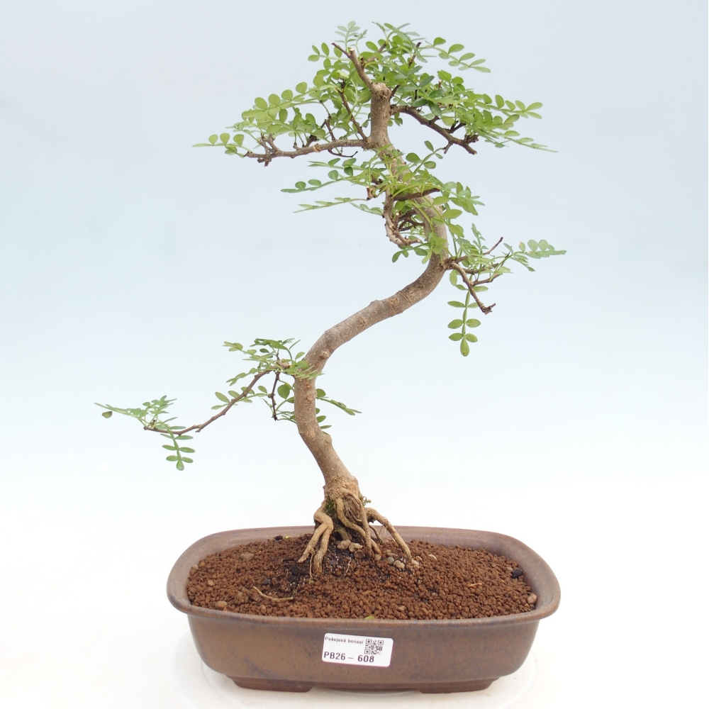 Pokój bonsai - Zantoxylum piperitum - drzewo pieprzowe