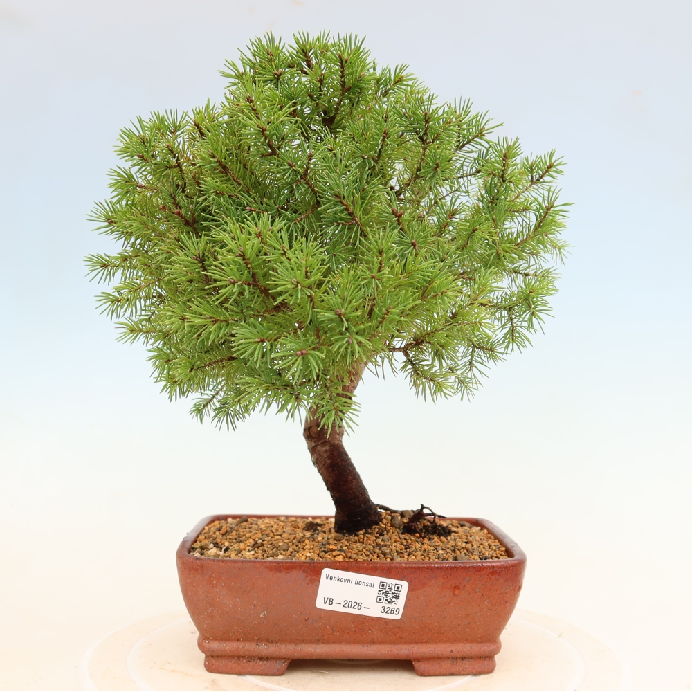Outdoor bonsai - Świerk pospolity - Picea glauca globe