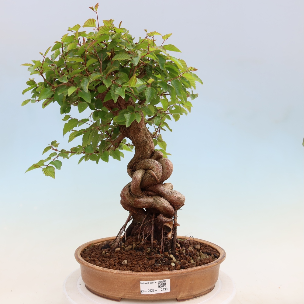Outdoor bonsai - Carpinus coreana - grab koreański