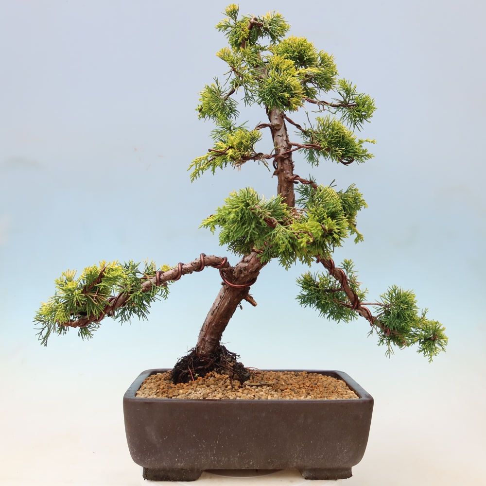 Bonsai ogrodowe – Juniperus chinensis  aurea – jałowiec chiński złoty
