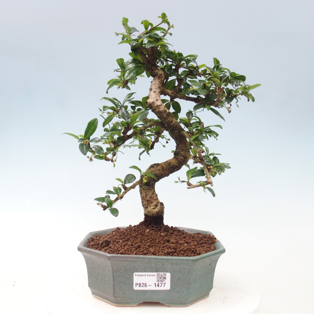 Bonsai pokojowe - Carmona macrophylla - Tea fuki