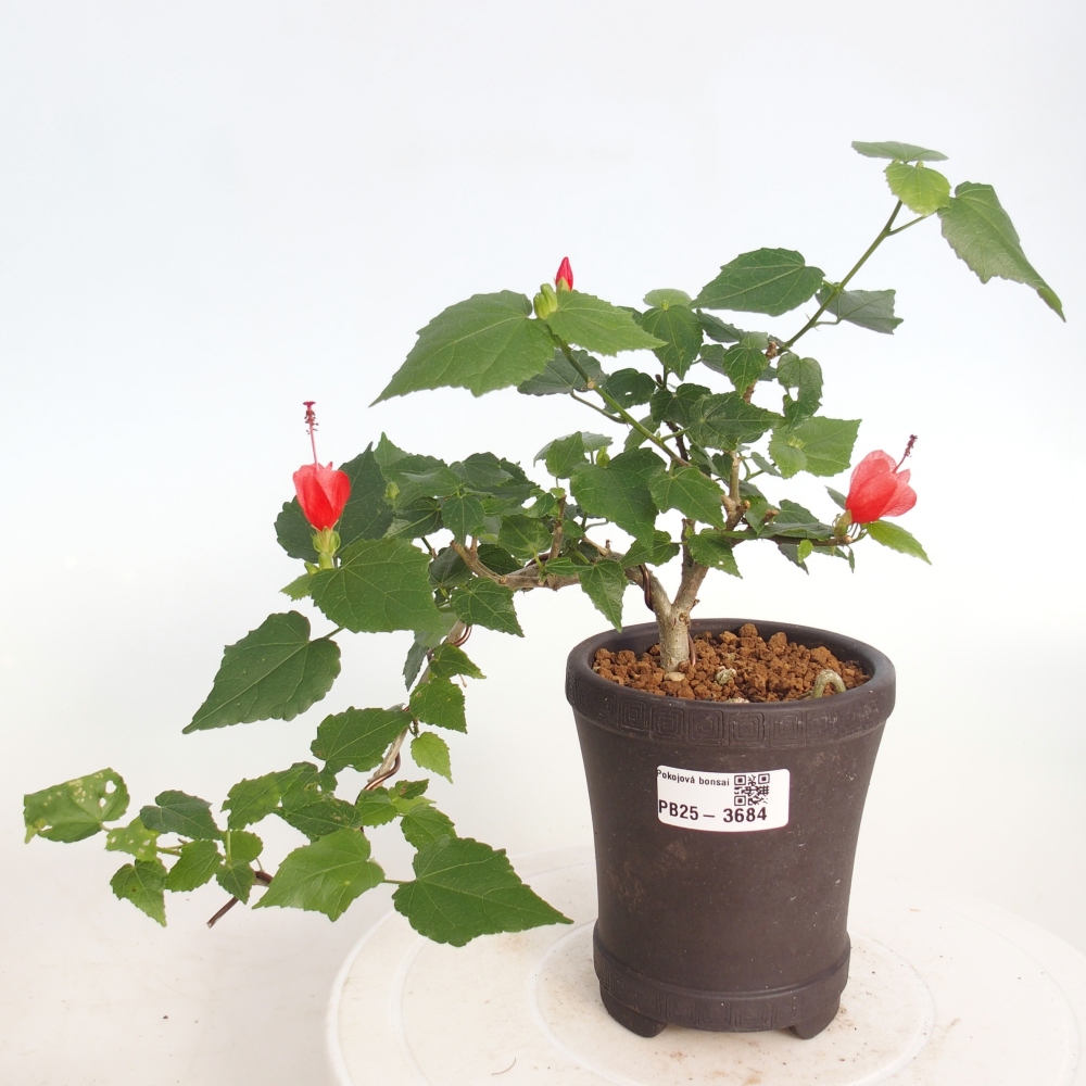 Bonsai domowe - Malvaviscus arboreus