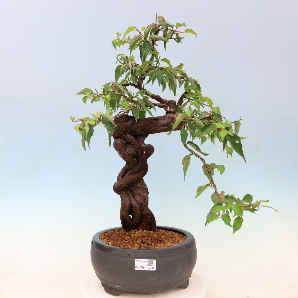 Bonsai ogrodowe – japońska śliwka – Prunus Mume