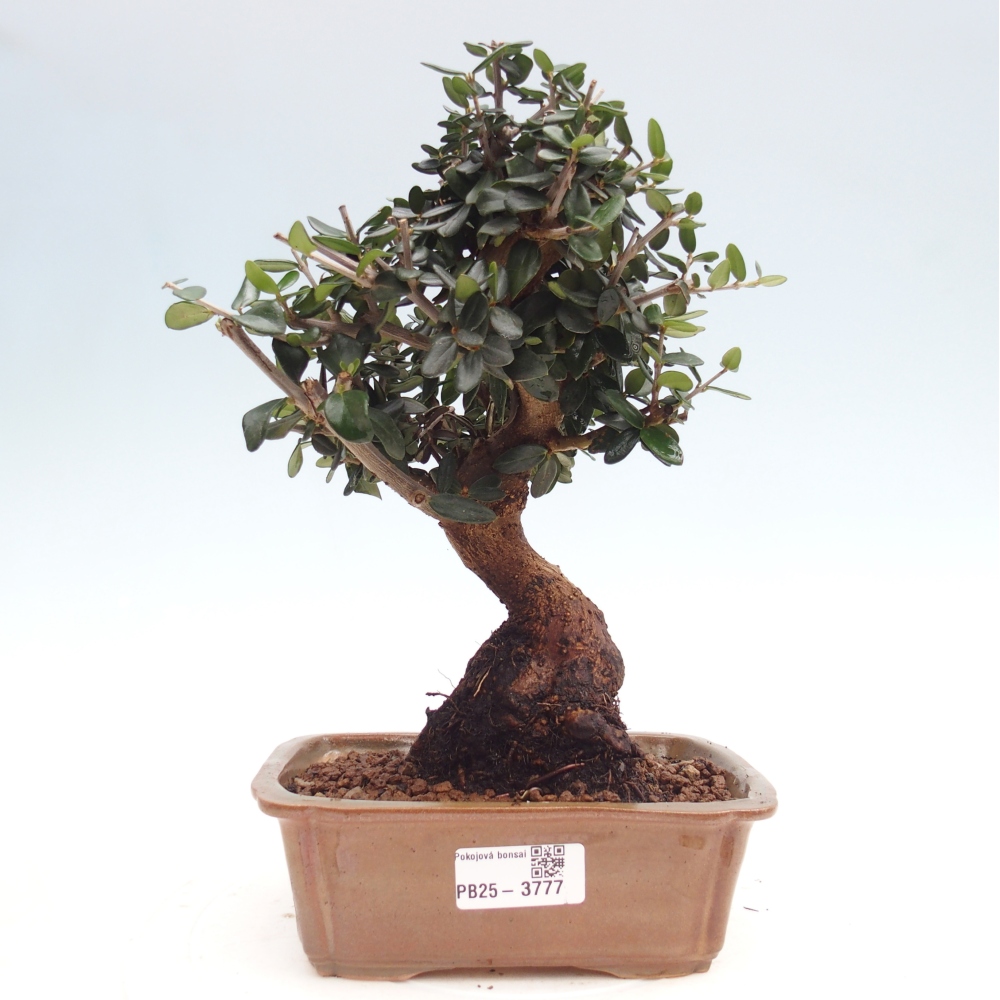 Bonsai do wnętrz - Olea europaea sylvestris