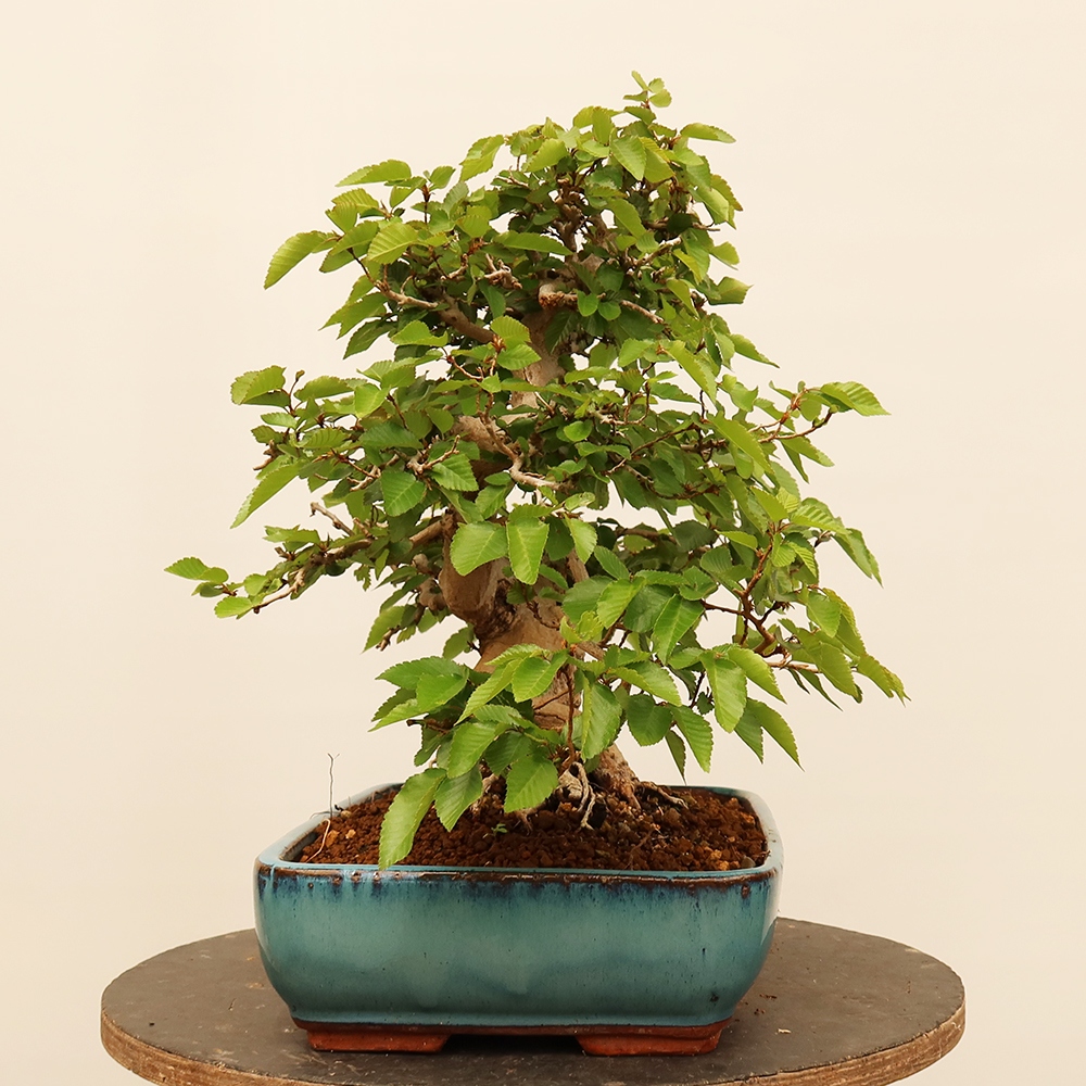 Bonsai plenerowe - Carpinus Coreana - grab koreański