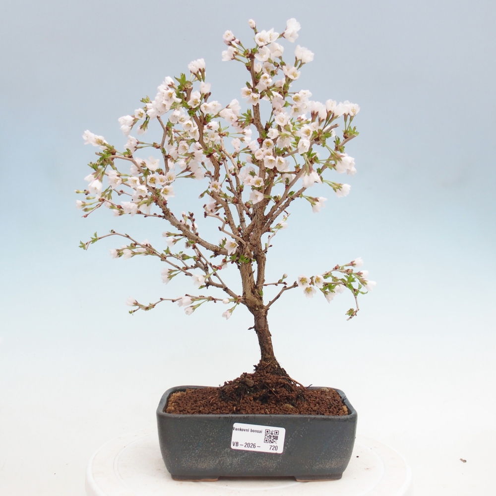 Outdoor bonsai - Prunus incisa Kojou-no mai-Plivon wycięty