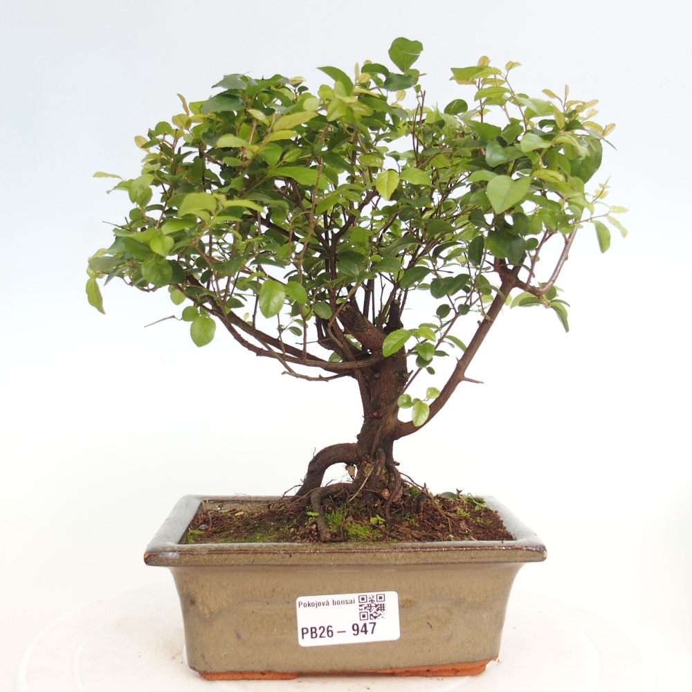 Bonsai pokojowe - Sageretia thea - Sageretia thea