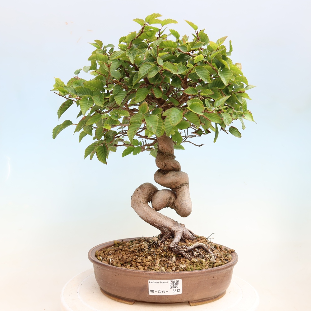 Outdoor bonsai - Carpinus CARPINOIDES - grab koreański