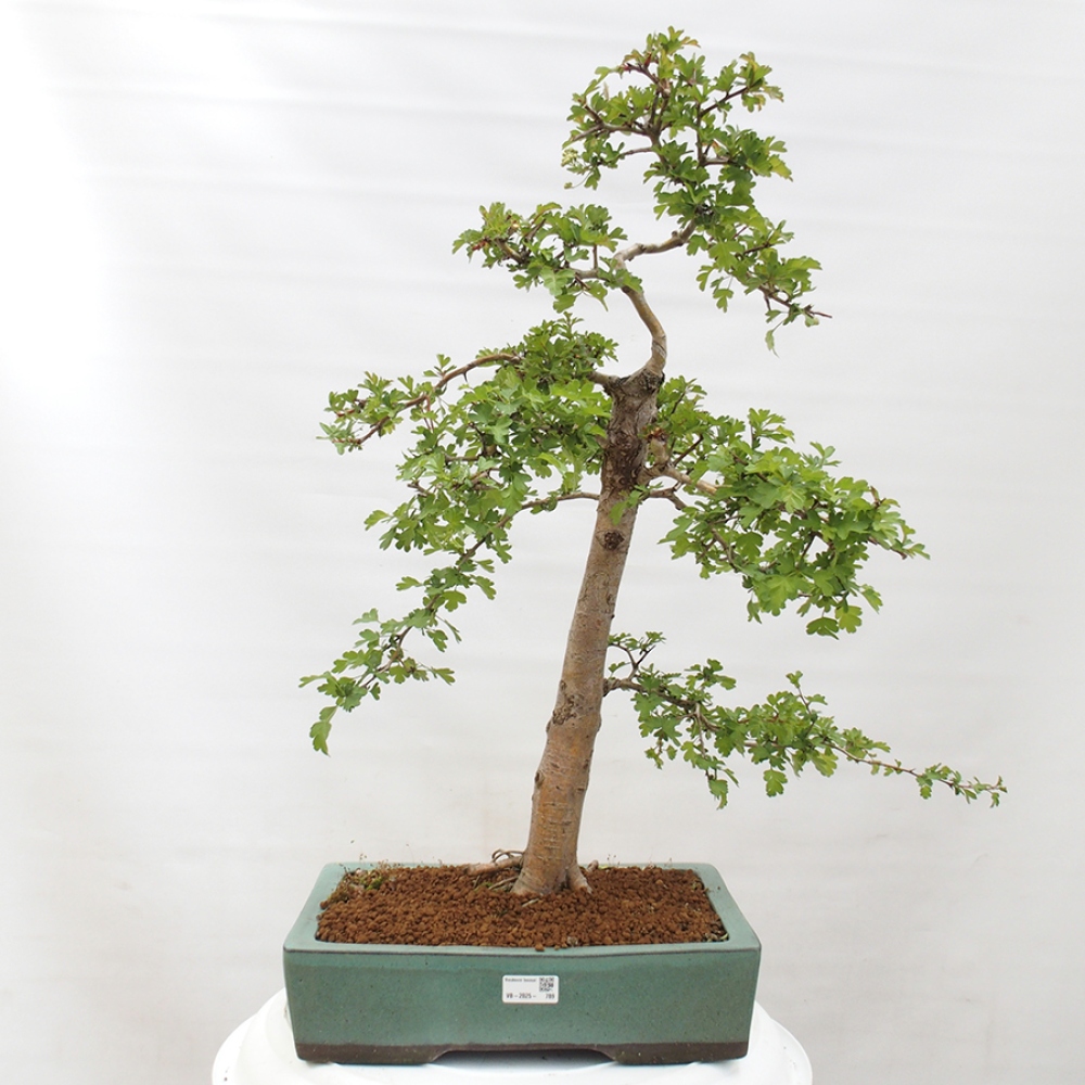 Bonsai zewnętrzne - Głóg - Crataegus monogyna