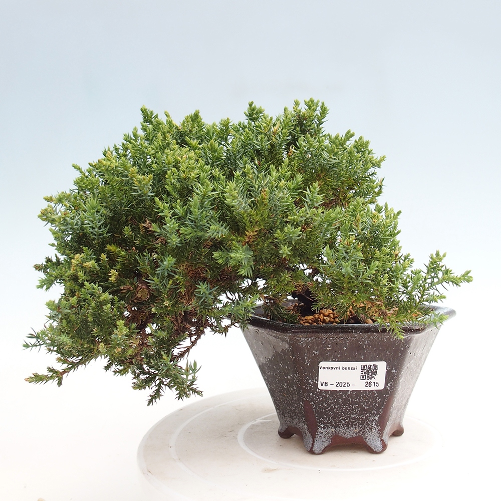 Bonsai na świeżym powietrzu - Juniperus procumbens - Jałowiec prostaty