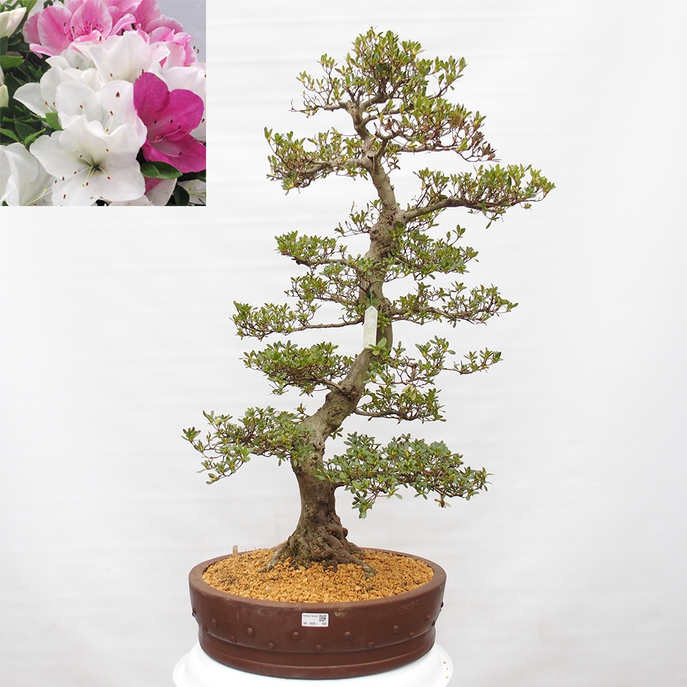 Bonsai zewnętrzne - Azalia japońska - Azalia Ai-no-Tsuki