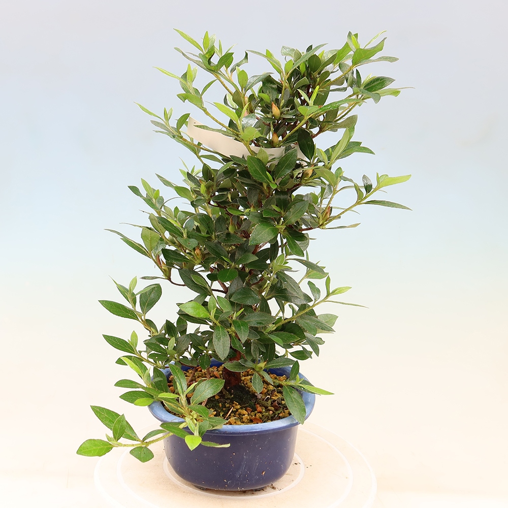 Bonsai zewnętrzne - Azalia japońska - Azalia Shinsei