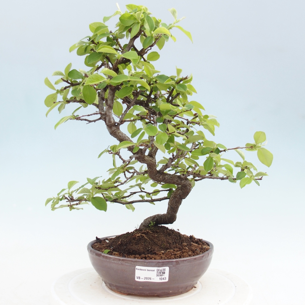 Bonsai zewnętrzne - Chaneomeles chinensis