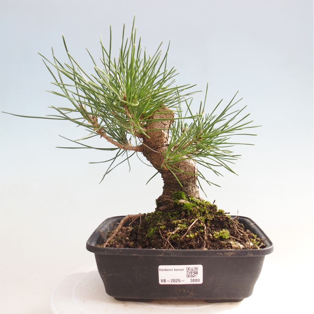 Outdoor bonsai - Pinus thunbergii - sosna Thunberga