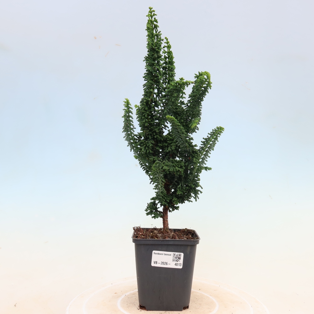 Bonsai zewnętrzne - Cham. obtusa SEKKA HINOKI - Cyprys