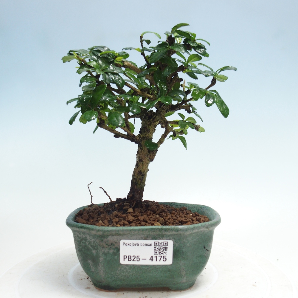 Bonsai pokojowe - Carmona macrophylla - Tea fuki