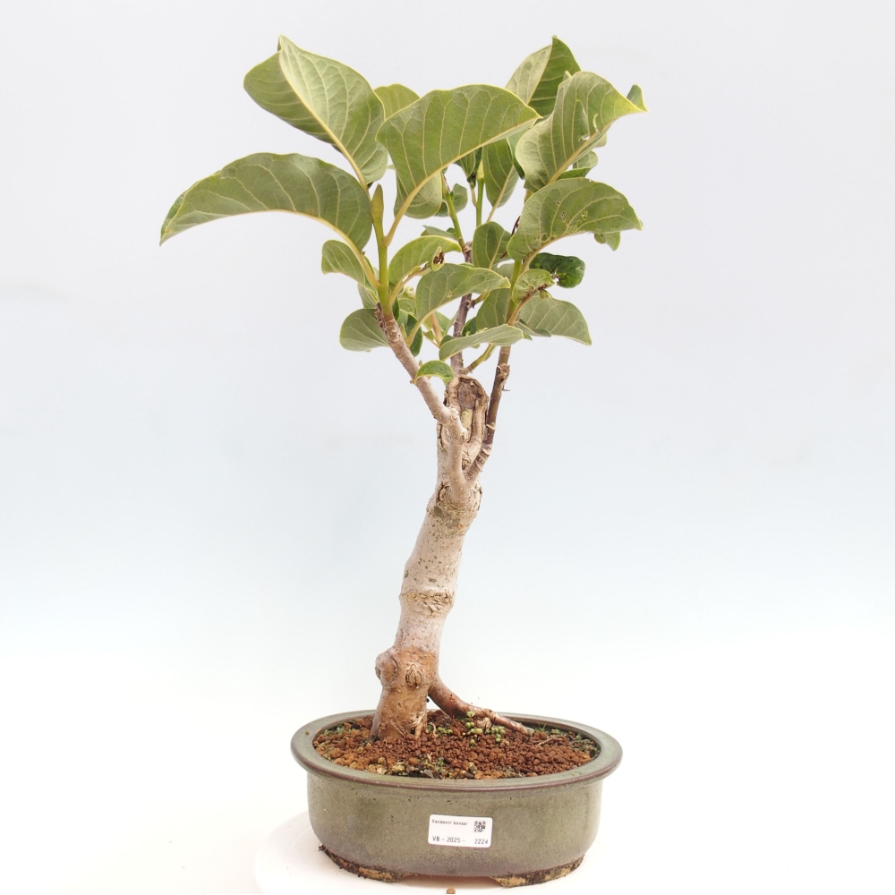 Bonsai zewnętrzne - Magnolia Czarny Tulipan - Magnolia