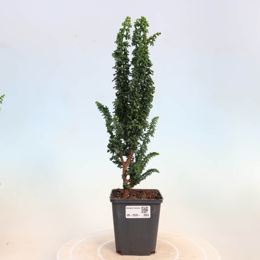 Bonsai zewnętrzne - Cham. obtusa SEKKA HINOKI - Cyprys