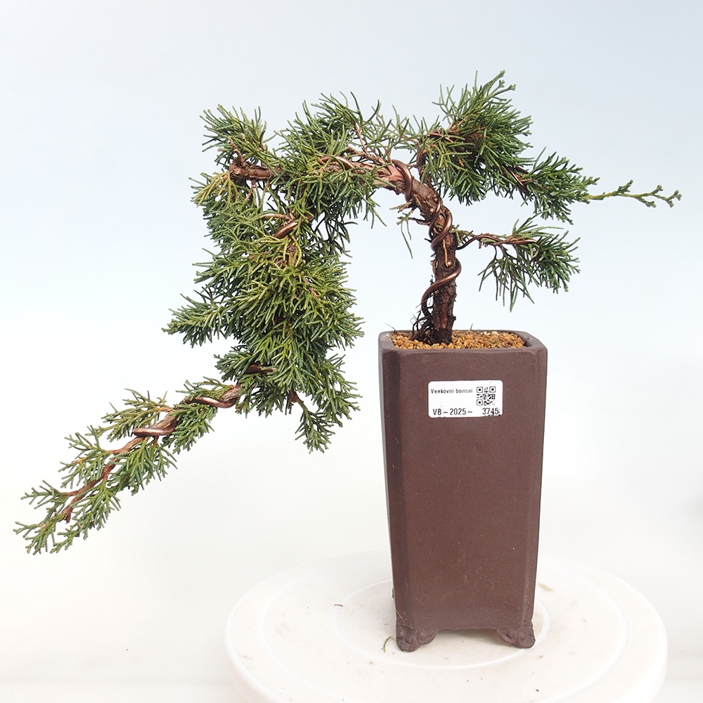 Outdoor bonsai - Juniperus chinensis Kishu