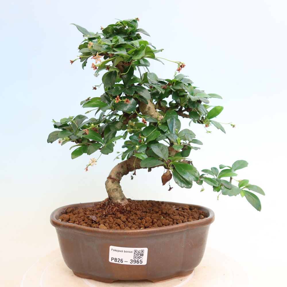 Bonsai pokojowe - Carmona macrophylla - Tea fuki